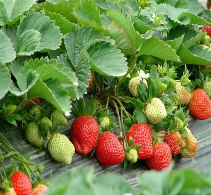 🏆Flash Sale⚡ 50K+ SOLD! Almost Gone-💥🔥All-year-round strawberry seeds🍓,Best Gifts