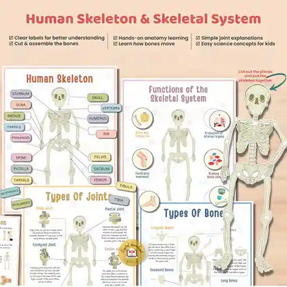 Human Anatomy Busy Book
