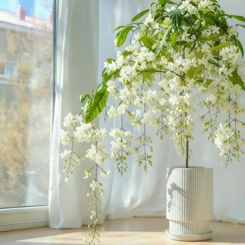 🏆Flash Sale⚡ 50K+ SOLD! Home Grow Jasmine Flower Seeds (Buy 1 Get 1 Free)