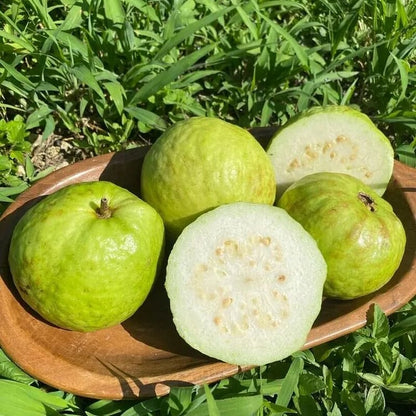 🔥Buy 2 Save 10%💚Organic Guava Seeds🌱 Easy Grow