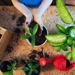 🔥Buy 2 Save 10%💚Organic Guava Seeds🌱 Easy Grow