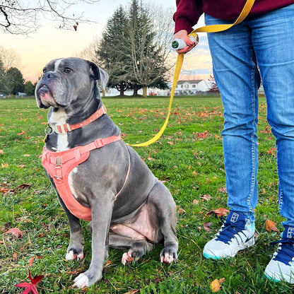 🐕‍🦺Quick-Control Dog Leash - Adjustable Traffic Leash with Reflective Design