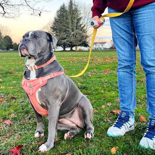 🐕‍🦺Quick-Control Dog Leash - Adjustable Traffic Leash with Reflective Design