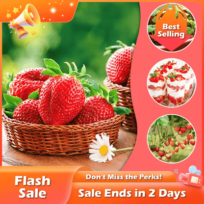 🏆Flash Sale⚡ 50K+ SOLD! Almost Gone-💥🔥All-year-round strawberry seeds🍓,Best Gifts