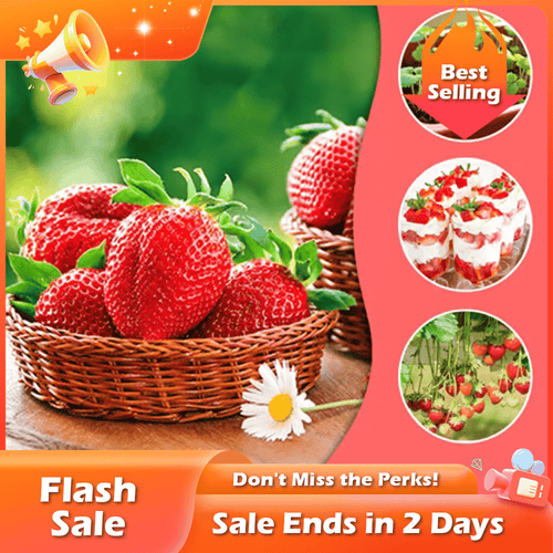 🏆Flash Sale⚡ 50K+ SOLD! Almost Gone-💥🔥All-year-round strawberry seeds🍓,Best Gifts