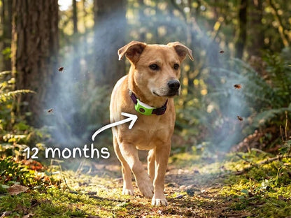 ⏰Last Day 70% OFF-🐕12 Months Flea and Tick Free