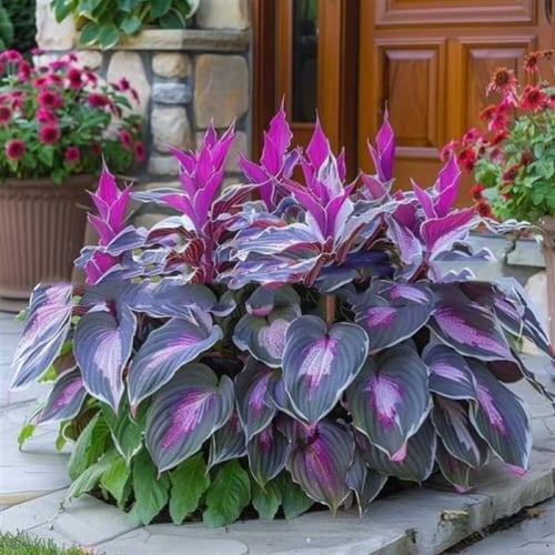 💥2026 Hot Sale 🌌Hosta Seeds Perennial Shade Plant for Garden