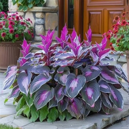 💥2026 Hot Sale 🌌Hosta Seeds Perennial Shade Plant for Garden