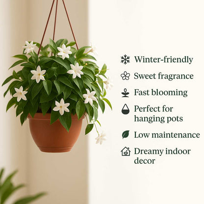 🏆Flash Sale⚡ 50K+ SOLD! Home Grow Jasmine Flower Seeds (Buy 1 Get 1 Free)