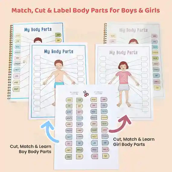 Human Anatomy Busy Book