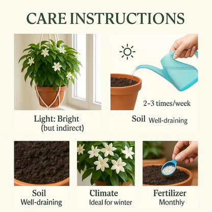 🏆Flash Sale⚡ 50K+ SOLD! Home Grow Jasmine Flower Seeds (Buy 1 Get 1 Free)