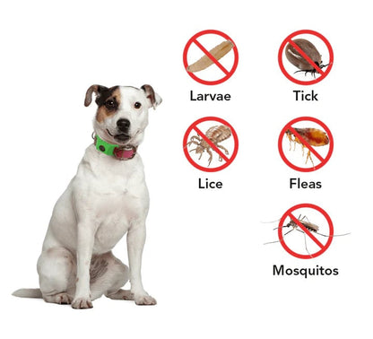 ⏰Last Day 70% OFF-🐕12 Months Flea and Tick Free