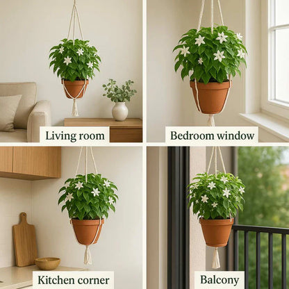 🏆Flash Sale⚡ 50K+ SOLD! Home Grow Jasmine Flower Seeds (Buy 1 Get 1 Free)