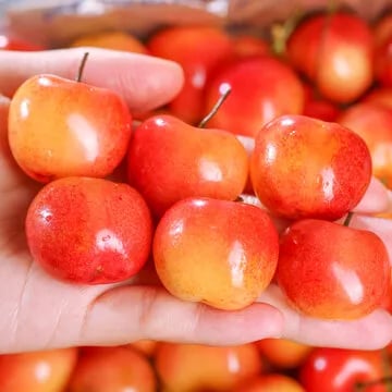 🍒Rainier Cherry Fruit Seeds