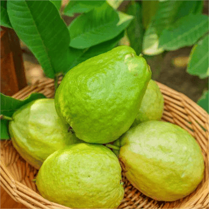 🔥Buy 2 Save 10%💚Organic Guava Seeds🌱 Easy Grow