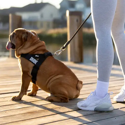 🐾 Dog Friendly Co. Harness– Safe, Secure & Ultra-Comfortable Fit for All Dogs