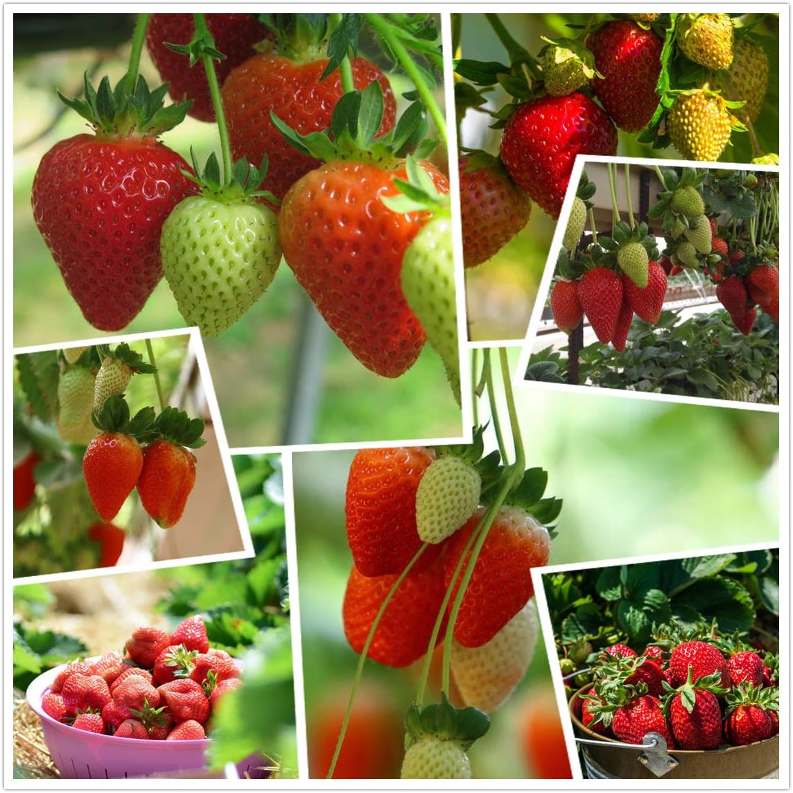 🏆Flash Sale⚡ 50K+ SOLD! Almost Gone-💥🔥All-year-round strawberry seeds🍓,Best Gifts