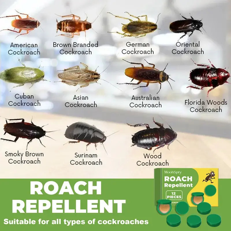 Household Pest Control Concentrate