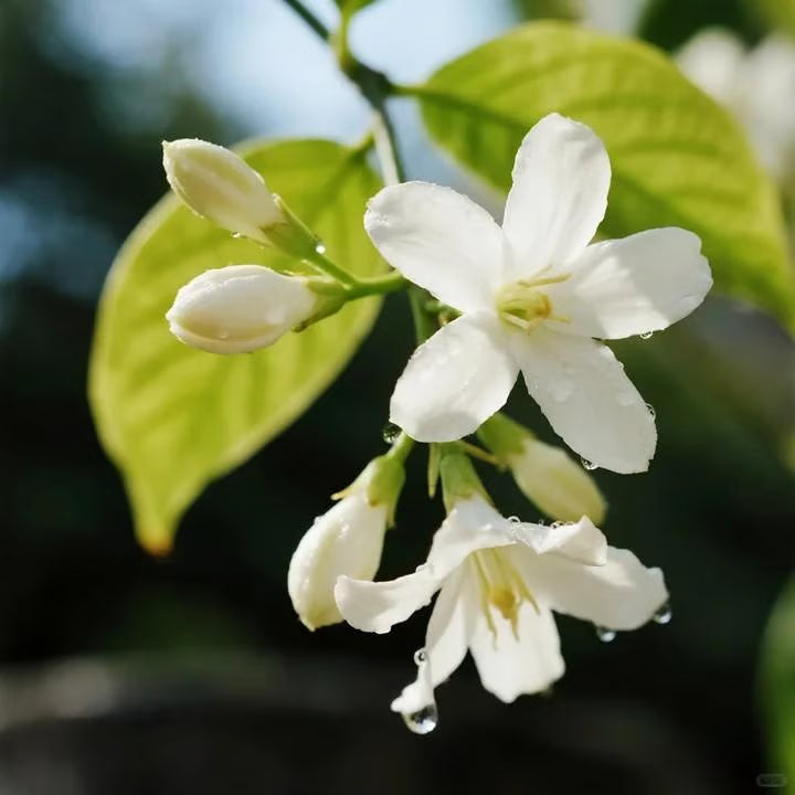 🏆Flash Sale⚡ 50K+ SOLD! Home Grow Jasmine Flower Seeds (Buy 1 Get 1 Free)
