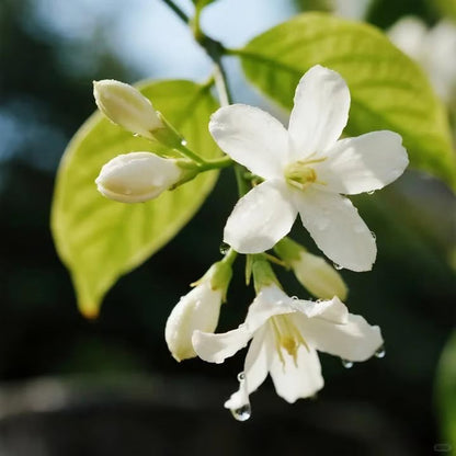 🏆Flash Sale⚡ 50K+ SOLD! Home Grow Jasmine Flower Seeds (Buy 1 Get 1 Free)