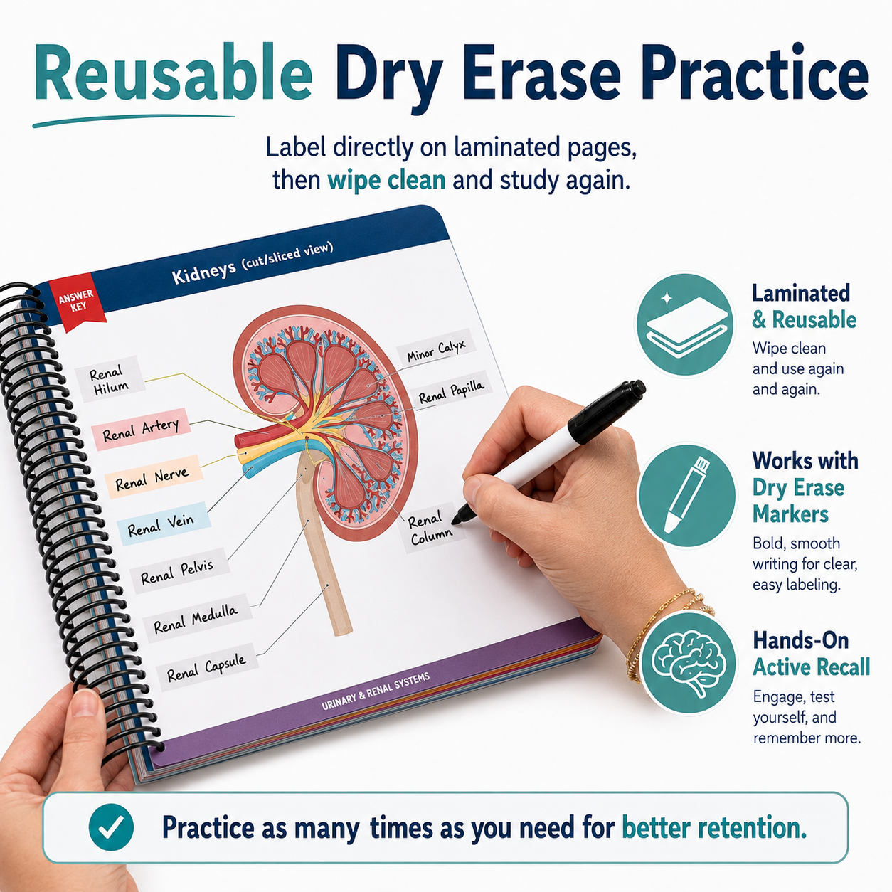 Anatomy Label Lab Workbook – Reusable Anatomy Study Guide