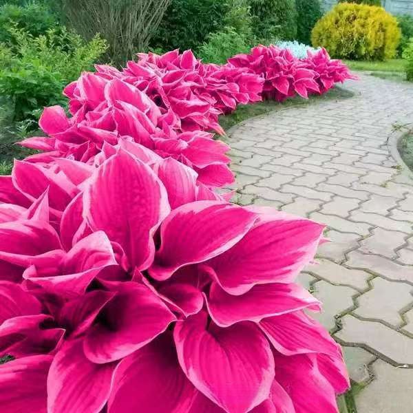 💥2026 Hot Sale 🌌Hosta Seeds Perennial Shade Plant for Garden