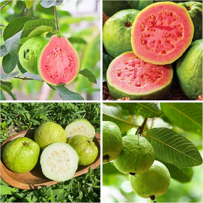 🔥Buy 2 Save 10%💚Organic Guava Seeds🌱 Easy Grow