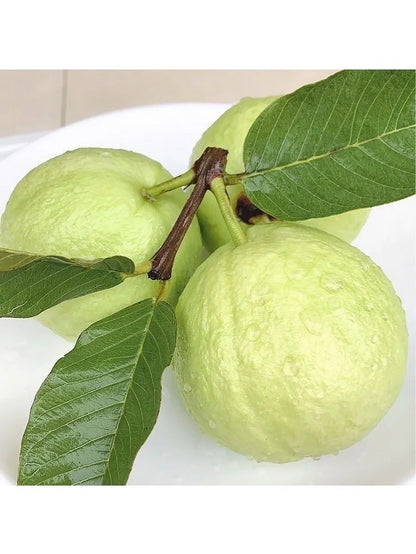 🔥Buy 2 Save 10%💚Organic Guava Seeds🌱 Easy Grow