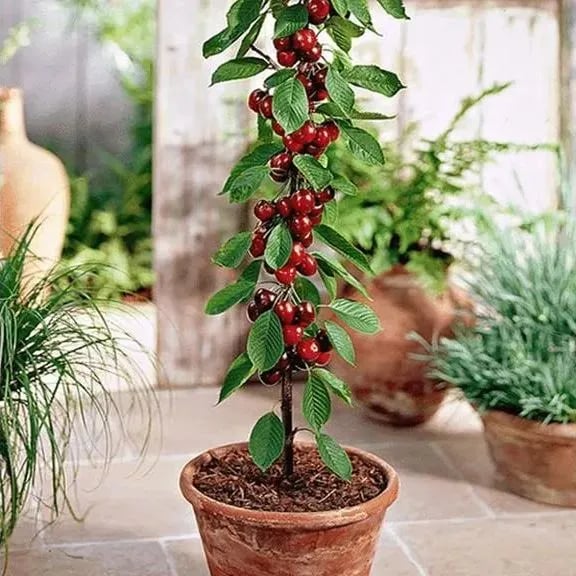 🍒Rainier Cherry Fruit Seeds