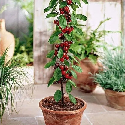 🍒Rainier Cherry Fruit Seeds