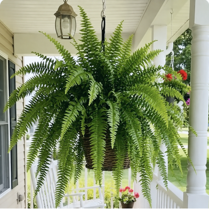 💛Glowing Boston Ferns with Lights – 🌿 Zero Watering, Zero Maintenance