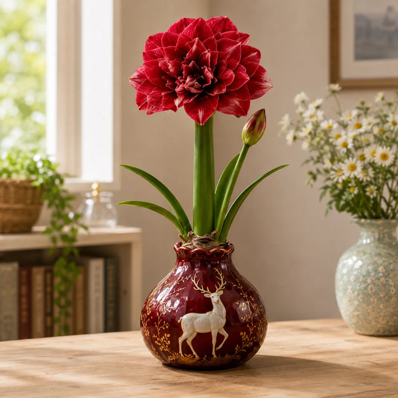 🌺 Waxed Double Amaryllis Bulbs – No Soil, No Water, Just Watch It Grow