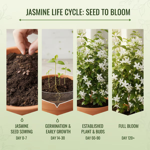🏆Flash Sale⚡ 50K+ SOLD! Home Grow Jasmine Flower Seeds (Buy 1 Get 1 Free)
