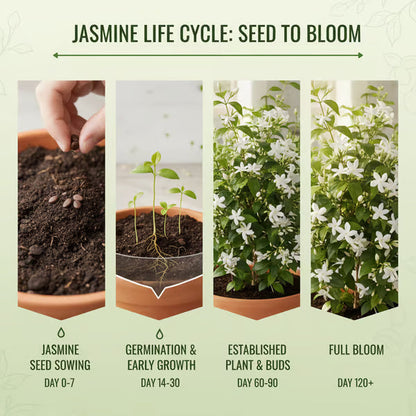 🏆Flash Sale⚡ 50K+ SOLD! Home Grow Jasmine Flower Seeds (Buy 1 Get 1 Free)