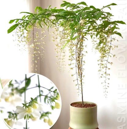 🏆Flash Sale⚡ 50K+ SOLD! Home Grow Jasmine Flower Seeds (Buy 1 Get 1 Free)