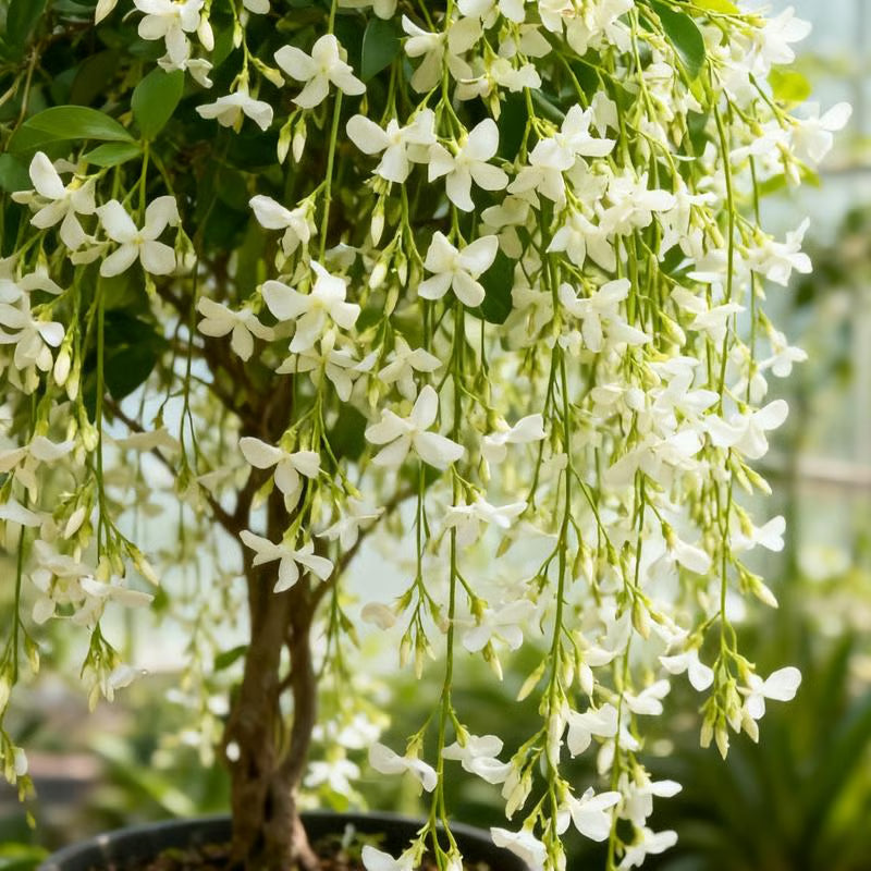 🏆Flash Sale⚡ 50K+ SOLD! Home Grow Jasmine Flower Seeds (Buy 1 Get 1 Free)