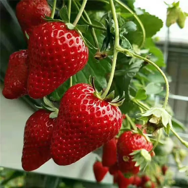 🏆Flash Sale⚡ 50K+ SOLD! Almost Gone-💥🔥All-year-round strawberry seeds🍓,Best Gifts