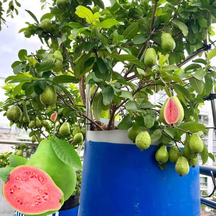 🔥Buy 2 Save 10%💚Organic Guava Seeds🌱 Easy Grow