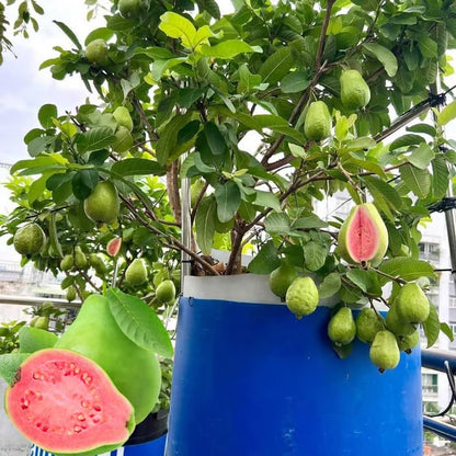 🔥Buy 2 Save 10%💚Organic Guava Seeds🌱 Easy Grow