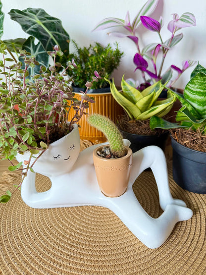 🏆Flash Sale⚡50K+ SOLD!😂Lazy Guy Pot🌵