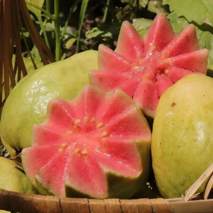 🔥Buy 2 Save 10%💚Organic Guava Seeds🌱 Easy Grow