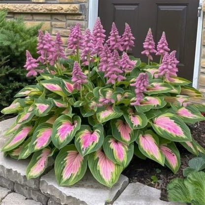 💥2026 Hot Sale 🌌Hosta Seeds Perennial Shade Plant for Garden